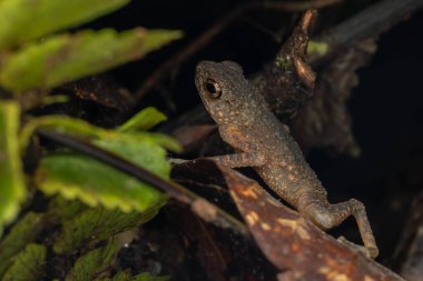 Yeşil yaprağın üzerinde duran sevimli Borneo Kurbağasının doğa görüntüsü.