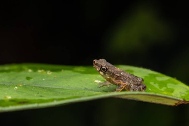 Yeşil yaprağın üzerinde duran sevimli Borneo Kurbağasının doğa görüntüsü.
