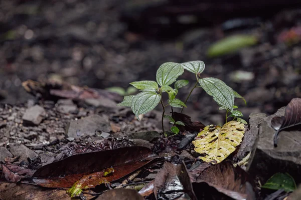 Earth day concept: Growing small plant in deep rainforest jungle at Sabah, Borneo