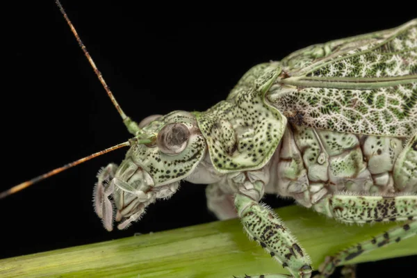 Amazing and unique wildlife katydid found on deep jungle forest in Sabah, Borneo
