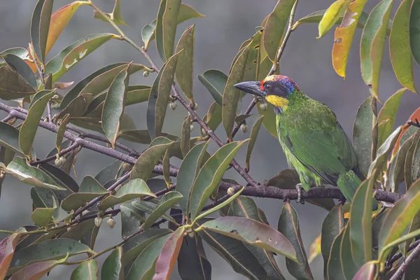 Nature wildlife of Gold-Whiskered Barbet perching on fruit tree