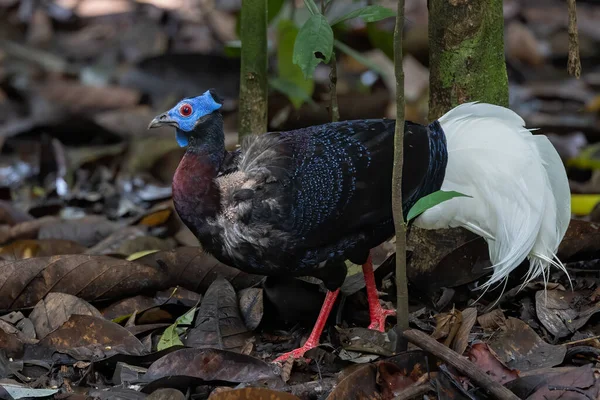 Nature Wildlife Bulwer Pheasant Rare Endemic Big Bird Sabah Borneo — Stock Photo, Image
