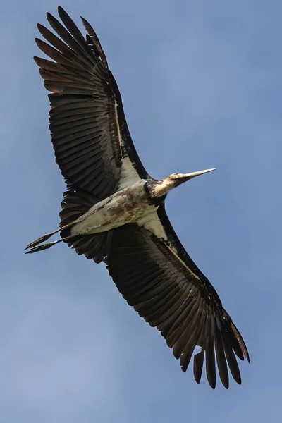 Nature wildlife image of Lesser Adjutant Stork bird fly high on clear blue sky