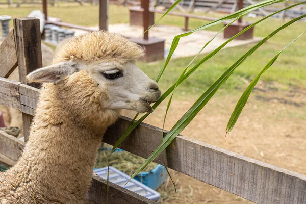 Closeup image of alpacas Animal eating grass