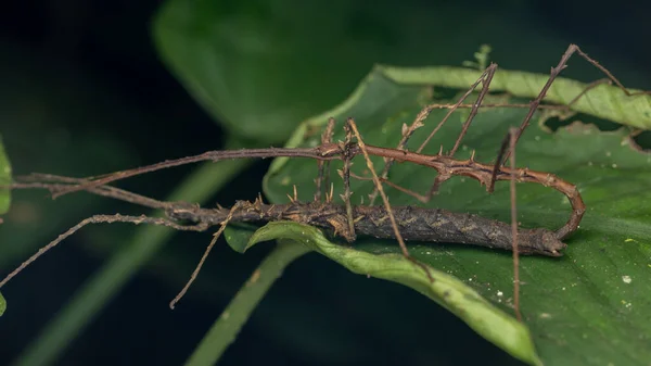 Nature wildlife macro image of Stick Insect maiting on green lead at deep rainforest jungle Sabah, Borneo