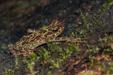 Güzel vahşi yaşam Sabah yersiz kurbağa benekli Asya ağaç kurbağası olarak da bilinir.
