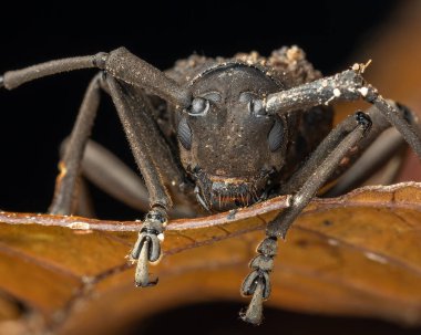 Longhorn Böceği (Trachystola granulata) Sabah, Borneo