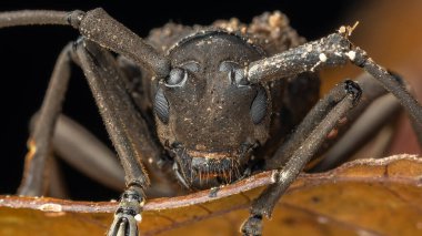Longhorn Böceği (Trachystola granulata) Sabah, Borneo