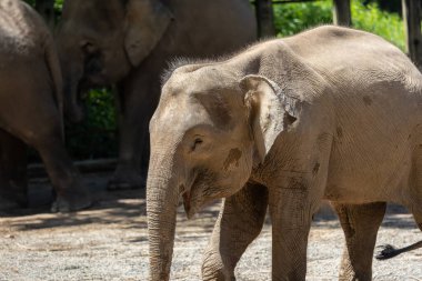 Borneo Fili (Borneo pigme fil), Borneo pigme fil