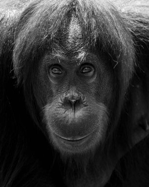 Orangutanların yakın doğa görüntüsü, orangutanlar şu anda sadece Borneo ve Sumatra 'nın yağmur ormanlarında bulunuyor. (seçici odak ve hareket bulanıklığı)