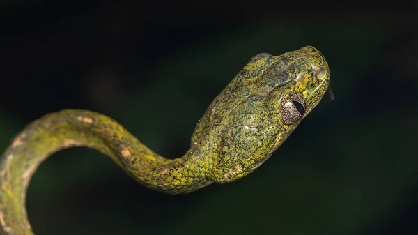 Beyaz benekli kedi yılanı olarak bilinen Boiga drapiezii 'nin doğa görüntüsü.
