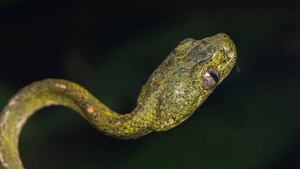 Nature wildlife image of Boiga drapiezii, commonly known as the white-spotted cat snake