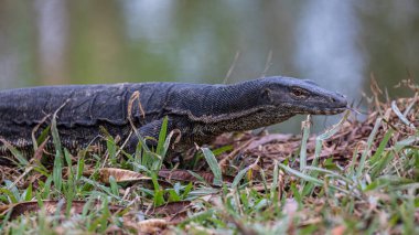 Monitor lizard (Asian water monitor) also common water monitor, large varanid lizard native to South and Southeast Asia. clipart