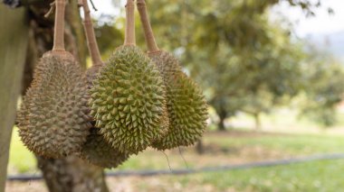 Ağaçtaki Taze Musang King Durian 'ın yakın plan resmi.