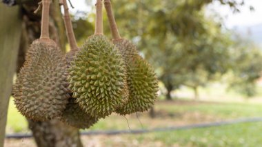 Close-up image of Fresh musang king durian on tree clipart