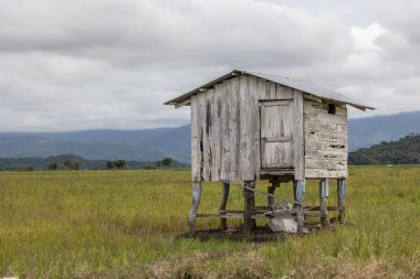 Genç yeşil çeltik tarlasında ahşap kulübe