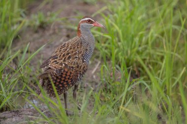 Çeltik tarlasında Buff bantlı demiryolunun doğası