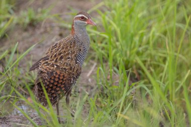 Çeltik tarlasında Buff bantlı demiryolunun doğası