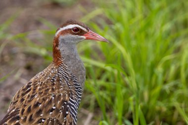 Çeltik tarlasında Buff bantlı demiryolunun doğası