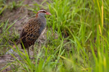 Çeltik tarlasında Buff bantlı demiryolunun doğası
