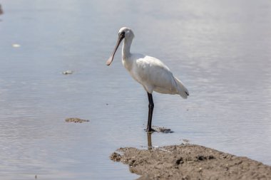 Siyah Yüzlü Spoonbill (Platalea minor) Kota Belud, Sabah, Borneo 'da dosyalanmış duruyor.