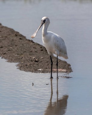 Siyah Yüzlü Spoonbill (Platalea minor) Kota Belud, Sabah, Borneo 'da dosyalanmış duruyor.