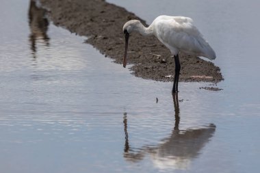 Siyah Yüzlü Spoonbill (Platalea minor) Kota Belud, Sabah, Borneo 'da dosyalanmış duruyor.