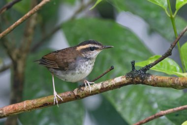 Borneo Adası 'ndan alınan Bornea keçi kuyruklu doğal yaşam kuşu.