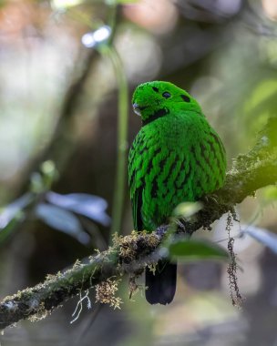 Dala tüneyen güzel yeşil bir kuş. Whitehead 'in Borneo' ya özgü Broadbill kuşu