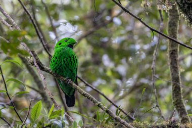 Dala tüneyen güzel yeşil bir kuş. Whitehead 'in Borneo' ya özgü Broadbill kuşu