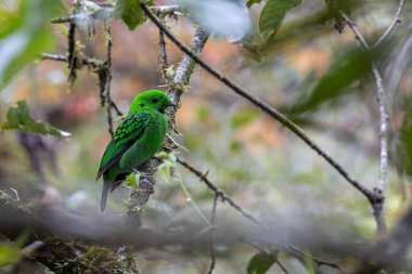 Dala tüneyen güzel yeşil bir kuş. Whitehead 'in Borneo' ya özgü Broadbill kuşu