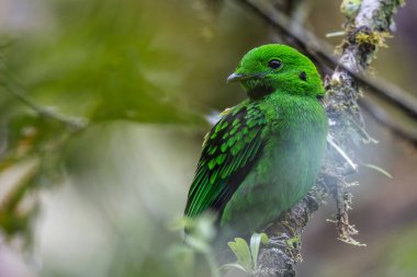 Dala tüneyen güzel yeşil bir kuş. Whitehead 'in Borneo' ya özgü Broadbill kuşu