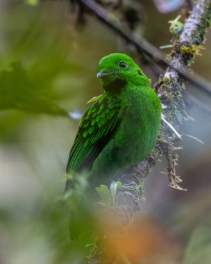 Dala tüneyen güzel yeşil bir kuş. Whitehead 'in Borneo' ya özgü Broadbill kuşu