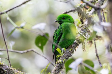 Dala tüneyen güzel yeşil bir kuş. Whitehead 'in Borneo' ya özgü Broadbill kuşu