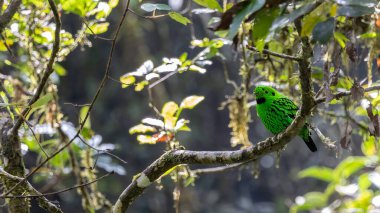 Dala tüneyen güzel yeşil bir kuş. Whitehead 'in Borneo' ya özgü Broadbill kuşu