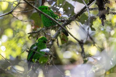 Dala tüneyen güzel yeşil bir kuş. Whitehead 'in Borneo' ya özgü Broadbill kuşu