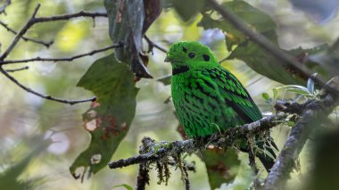 Dala tüneyen güzel yeşil bir kuş. Whitehead 'in Borneo' ya özgü Broadbill kuşu