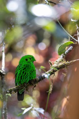 Dala tüneyen güzel yeşil bir kuş. Whitehead 'in Borneo' ya özgü Broadbill kuşu