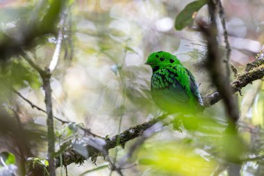 Dala tüneyen güzel yeşil bir kuş. Whitehead 'in Borneo' ya özgü Broadbill kuşu