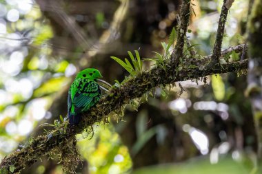 Dala tüneyen güzel yeşil bir kuş. Whitehead 'in Borneo' ya özgü Broadbill kuşu