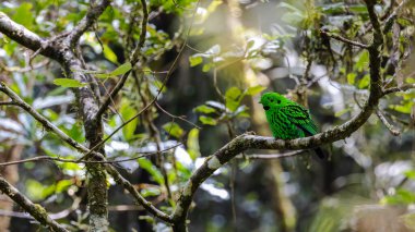 Dala tüneyen güzel yeşil bir kuş. Whitehead 'in Borneo' ya özgü Broadbill kuşu