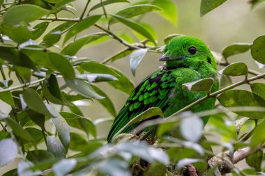 Dala tüneyen güzel yeşil bir kuş. Whitehead 'in Borneo' ya özgü Broadbill kuşu