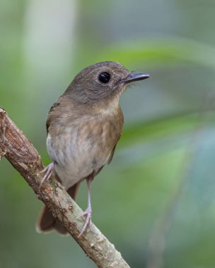 Dolgun göğüslü orman sinekkapanı (Rhinomyias olivacea) Borneo Adası.