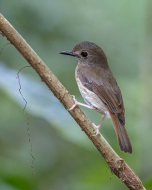Dolgun göğüslü orman sinekkapanı (Rhinomyias olivacea) Borneo Adası.