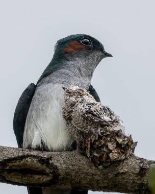 Gri popolu ağaç dalının doğa görüntüsü ağaç dalındaki küçük gri popolu ağaç dallı civcivi korur.