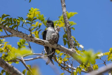 Gri popolu ağaç dalının doğa görüntüsü ağaç dalındaki küçük gri popolu ağaç dallı civcivi korur.
