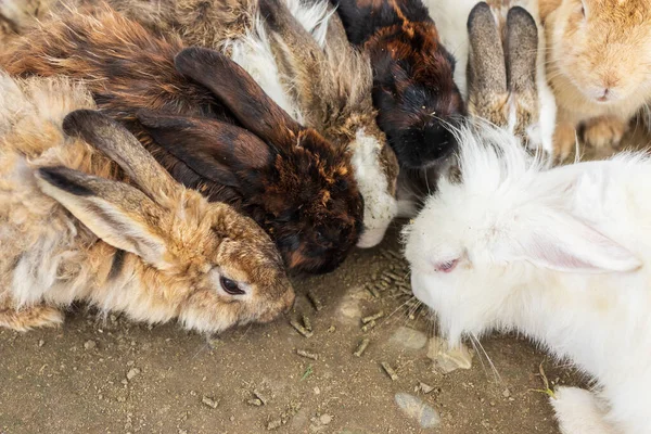 Tavşan Çiftliğindeki Sevimli Tavşanın Yakın Plan Görüntüsü — Stok fotoğraf