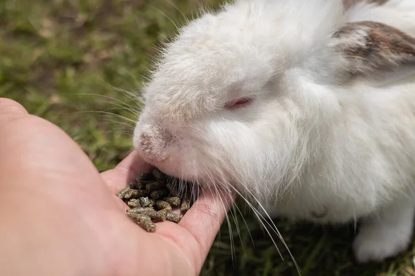 ウサギの農場でかわいいウサギに食べ物を与える男 — ストック写真