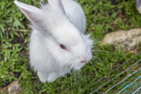 Nahaufnahme Des Entzückenden Kaninchens Auf Dem Kaninchenhof — Stockfoto