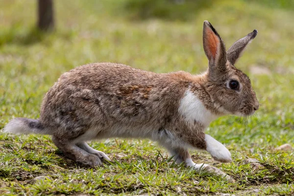 Nahaufnahme Des Entzückenden Kaninchens Auf Dem Kaninchenhof — Stockfoto